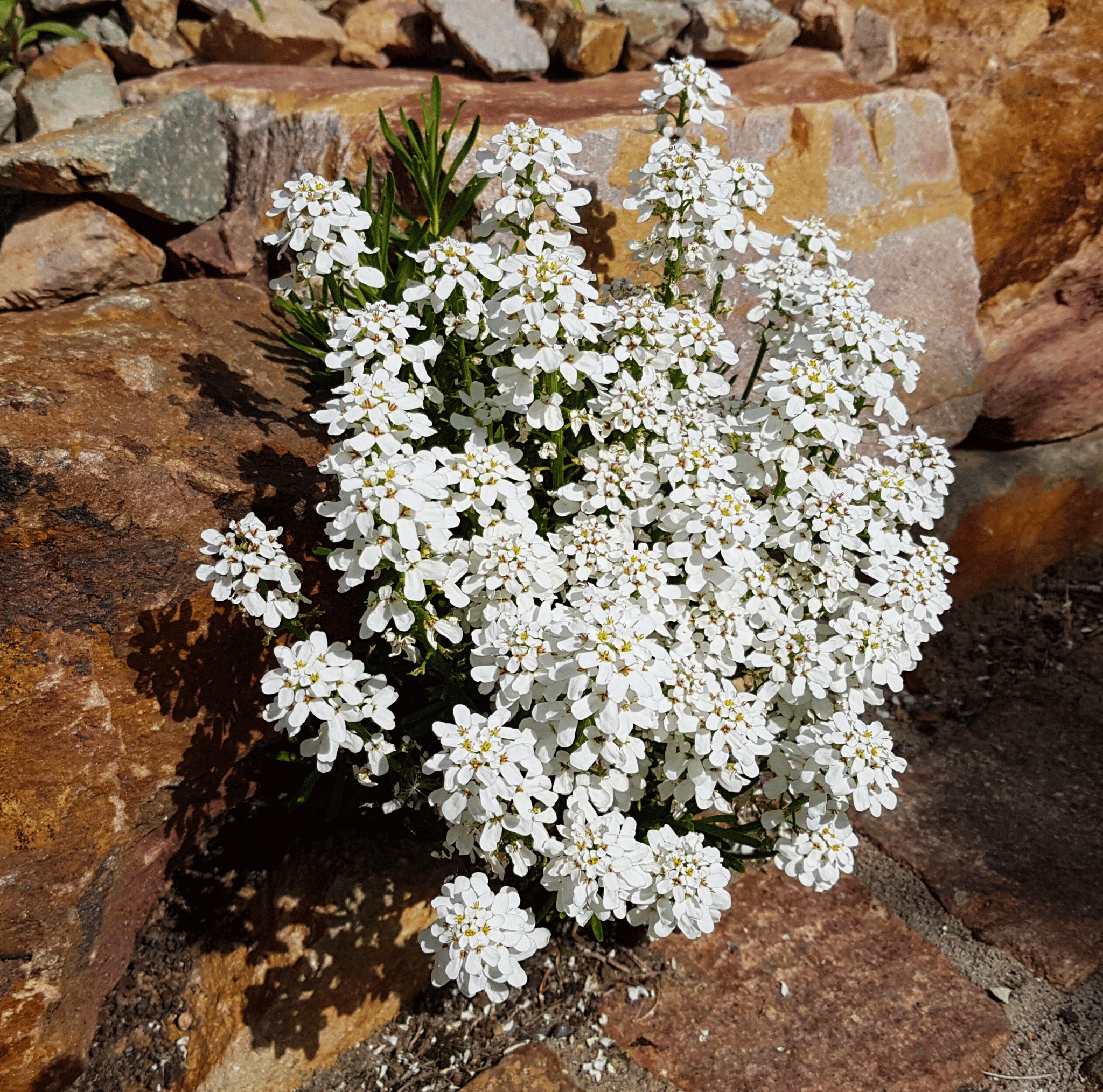 Empress Rocket Candytuft – 100 Seeds Southern Seeds