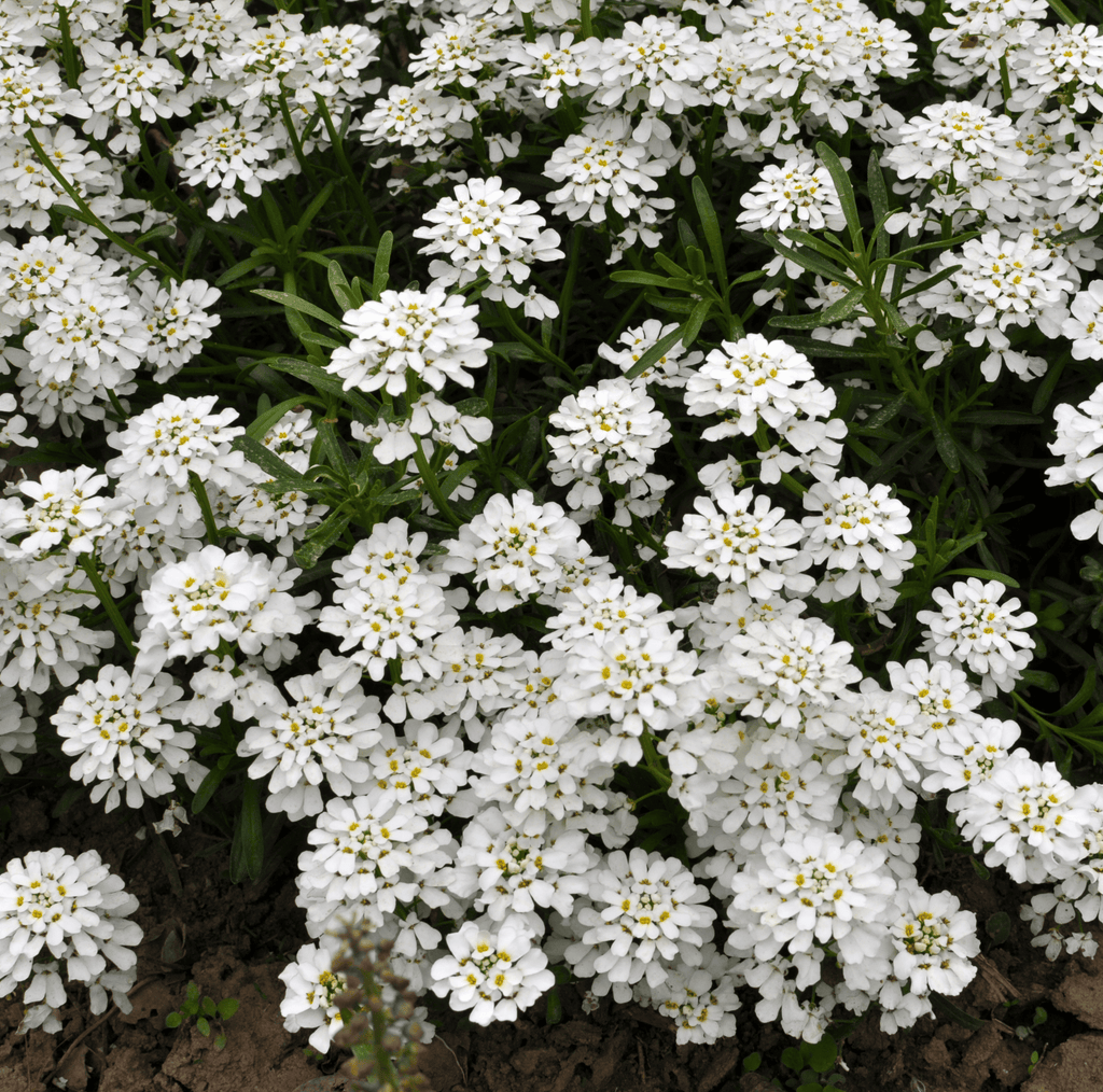 Empress Rocket Candytuft – 100 Seeds Southern Seeds