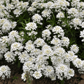 Empress Rocket Candytuft – 100 Seeds Southern Seeds