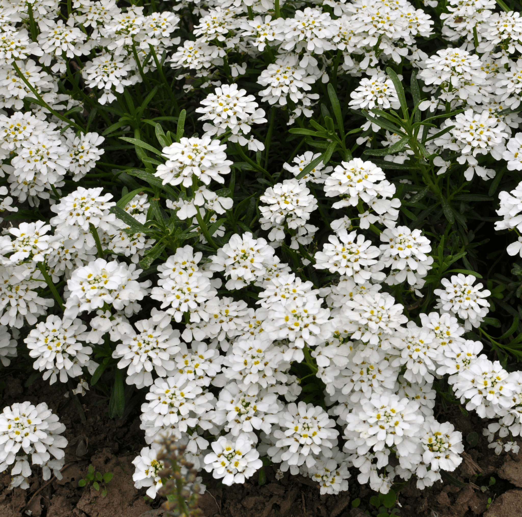 Empress Rocket Candytuft – 100 Seeds Southern Seeds