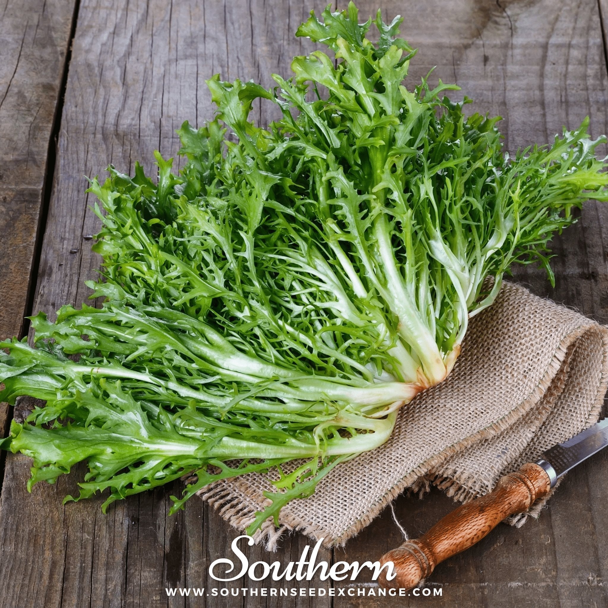 Green Curled Ruffec Endive – 200 Seeds Southern Seeds