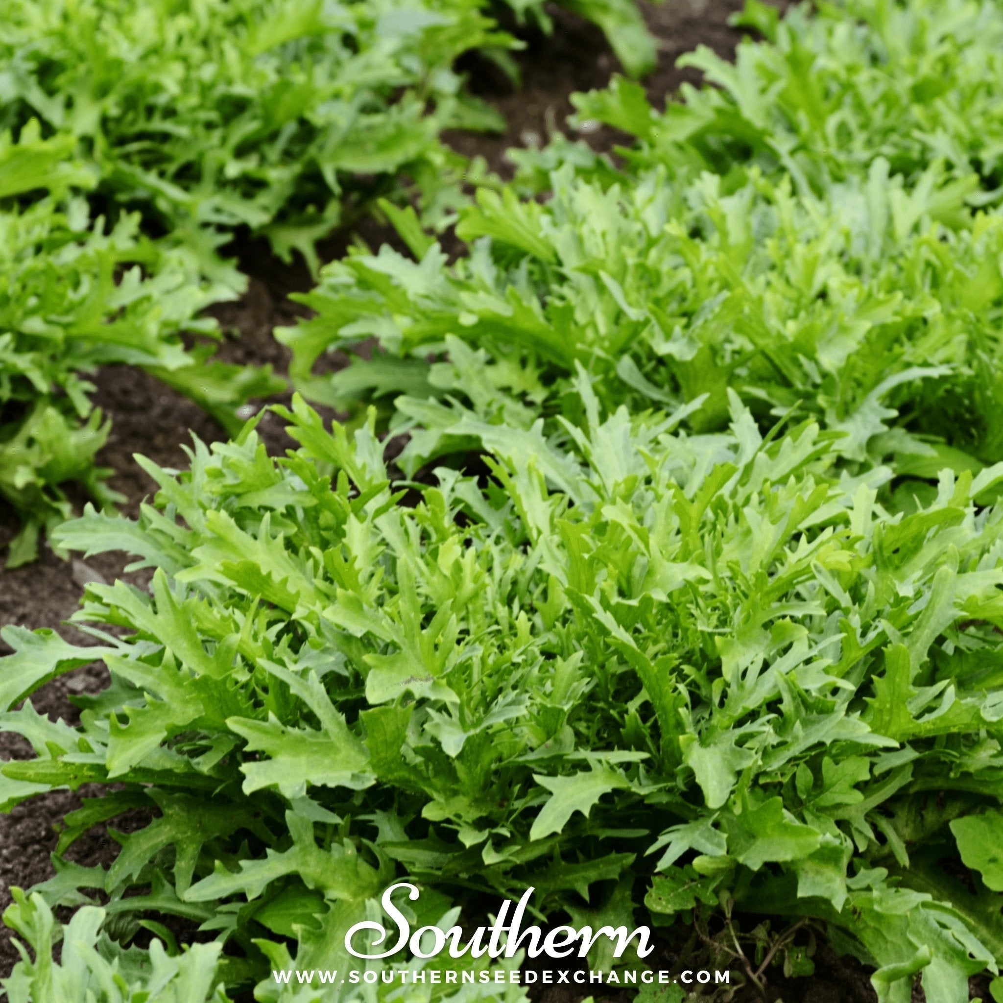 Green Curled Ruffec Endive – 200 Seeds Southern Seeds