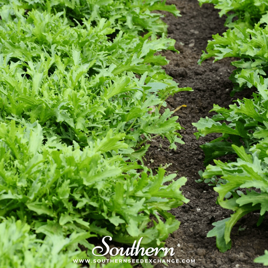 Green Curled Ruffec Endive – 200 Seeds Southern Seeds