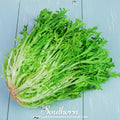 Green Curled Ruffec Endive – 200 Seeds Southern Seeds