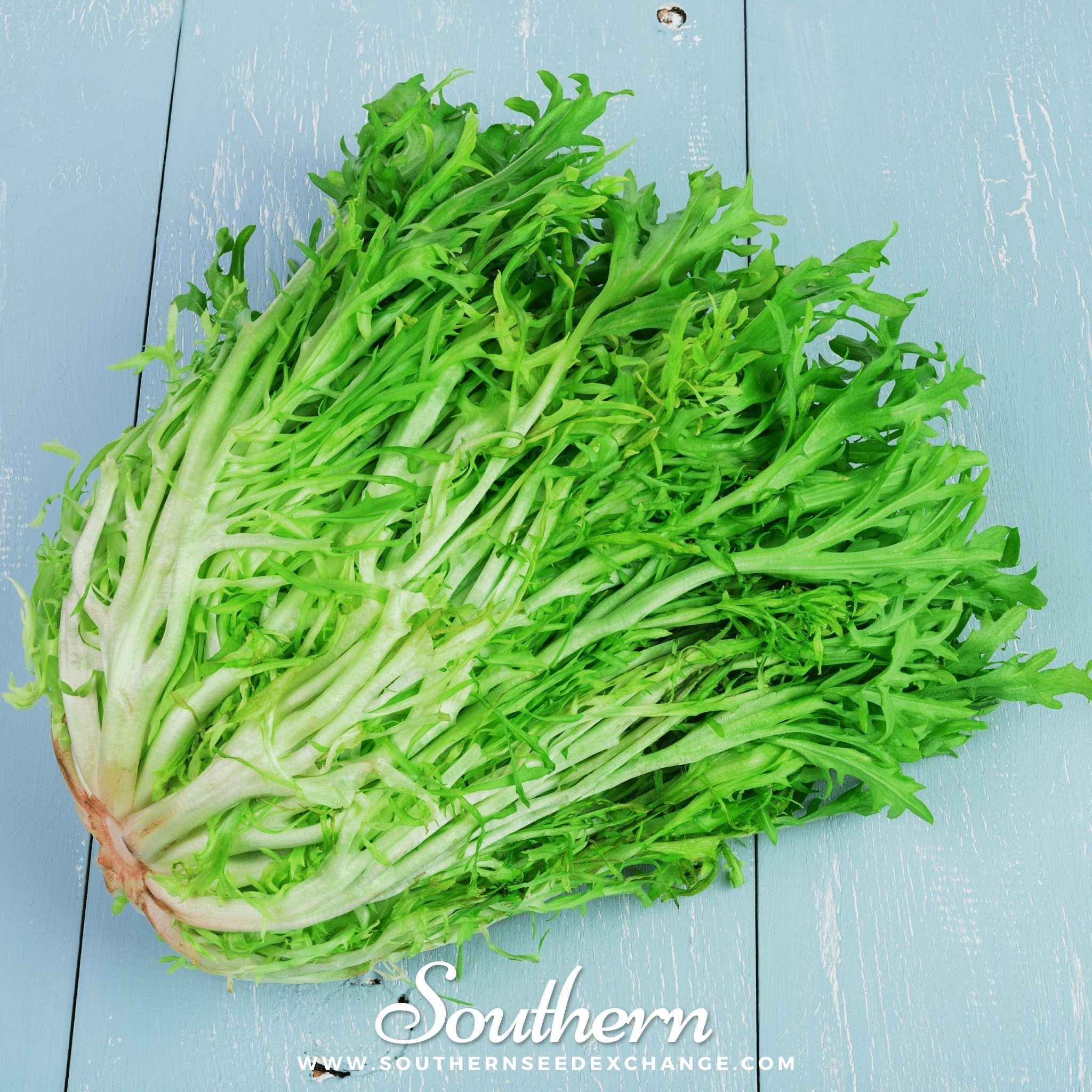Green Curled Ruffec Endive – 200 Seeds Southern Seeds