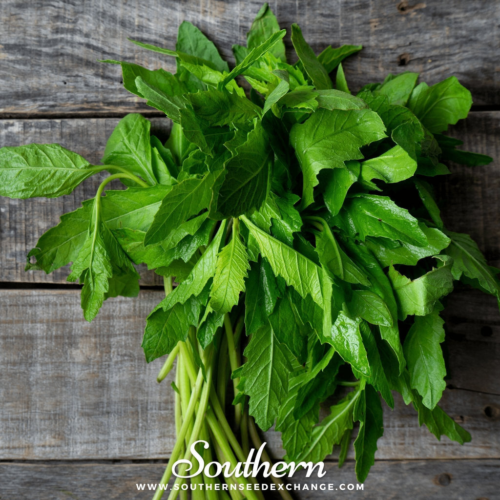 Epazote – 25 Seeds Southern Seeds
