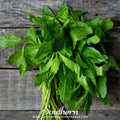 Epazote – 25 Seeds Southern Seeds