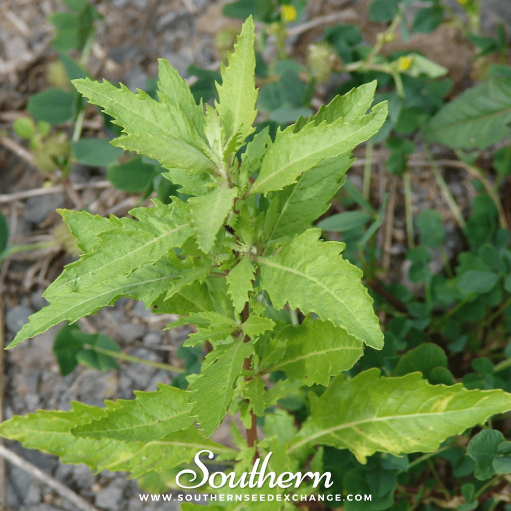 Epazote – 25 Seeds Southern Seeds