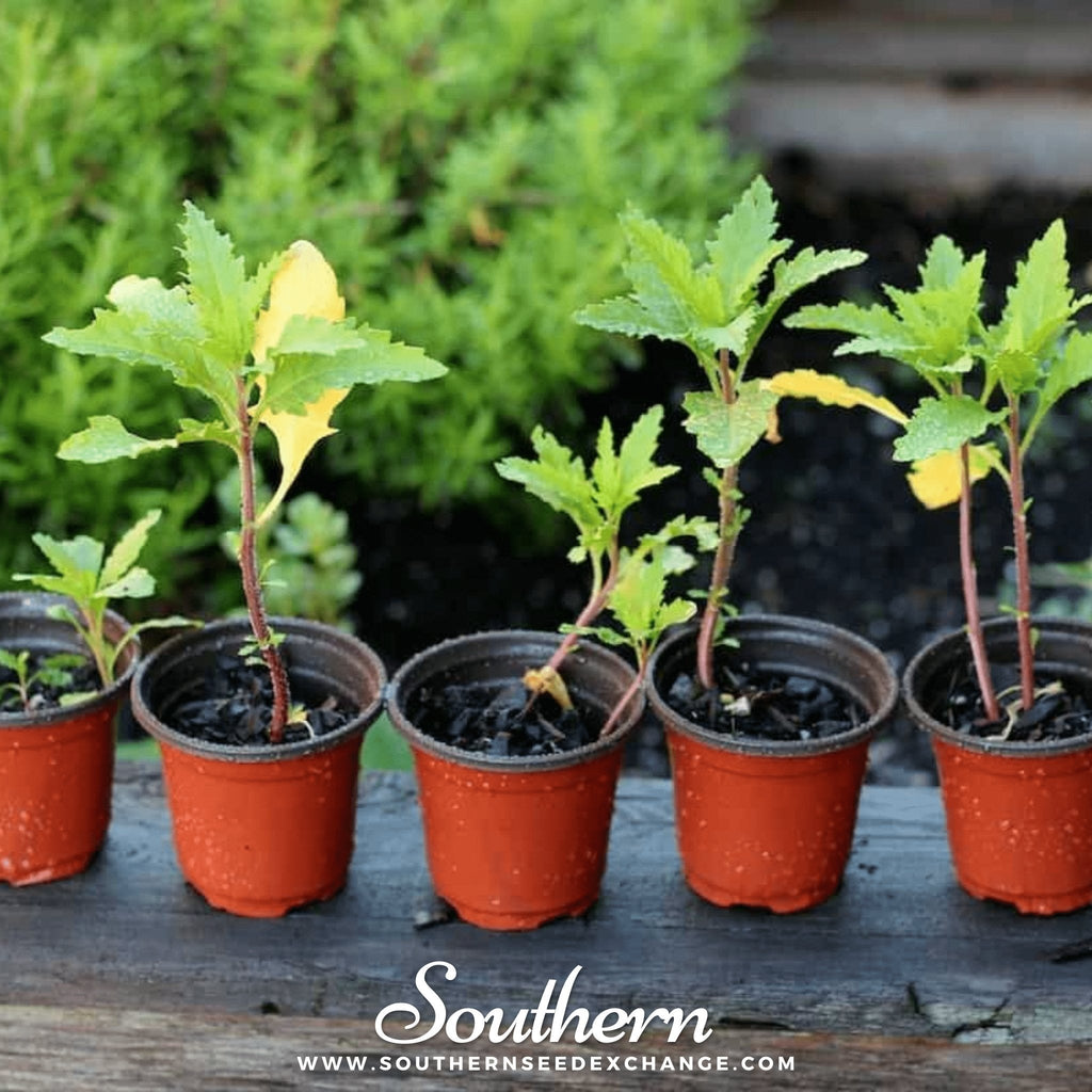 Epazote – 25 Seeds Southern Seeds