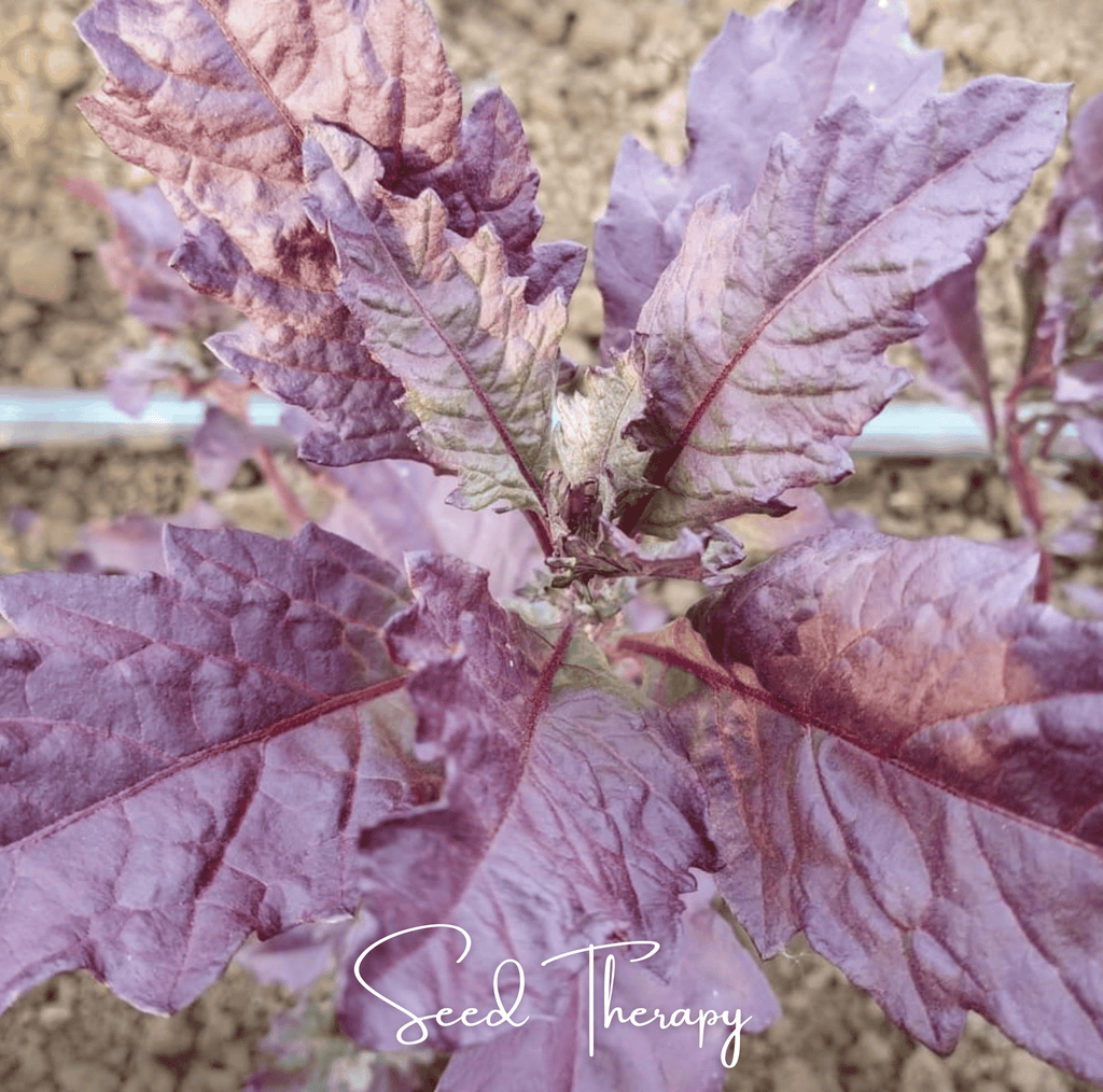 Red Oaxaca Epazote – 100 Seeds Southern Seeds
