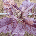 Red Oaxaca Epazote – 100 Seeds Southern Seeds