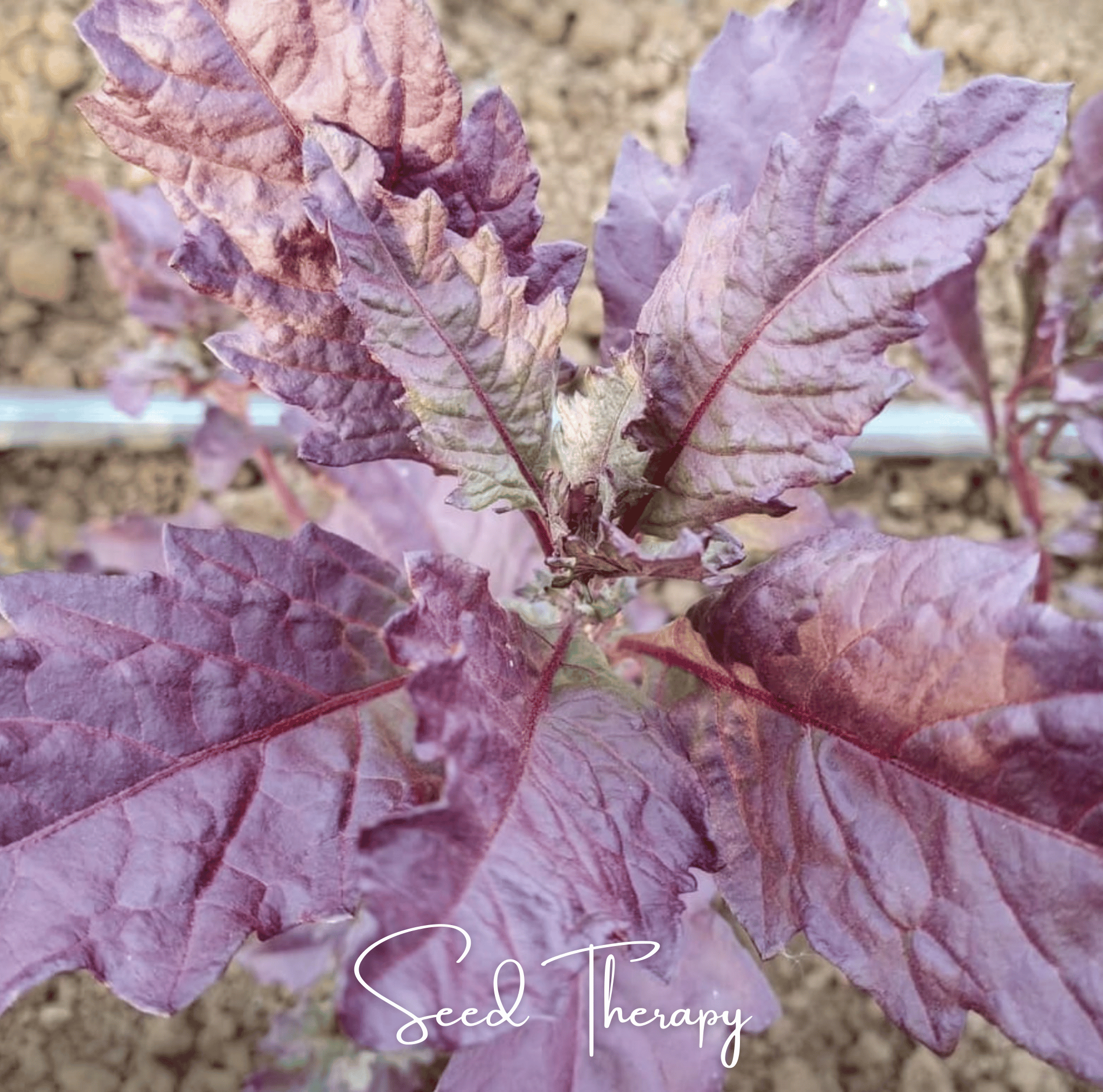 Red Oaxaca Epazote – 100 Seeds Southern Seeds