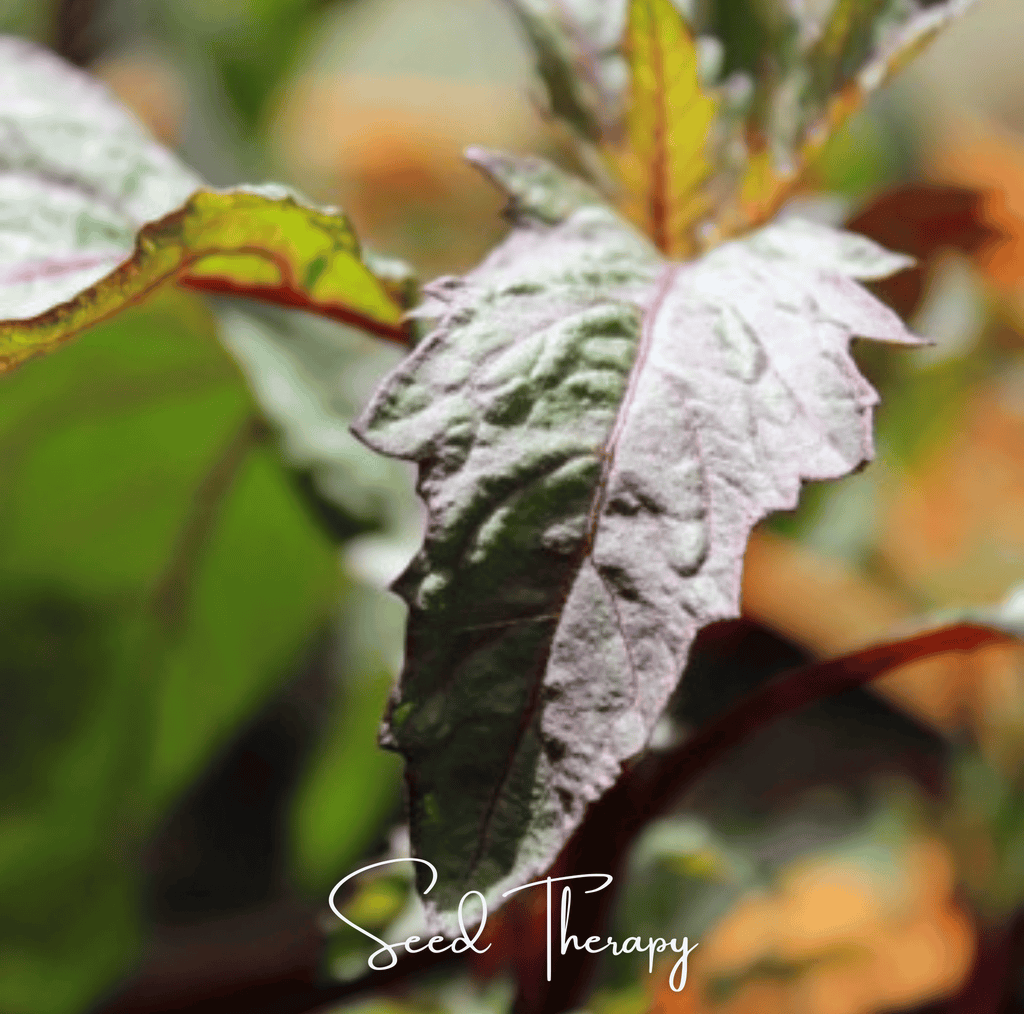 Red Oaxaca Epazote – 100 Seeds Southern Seeds