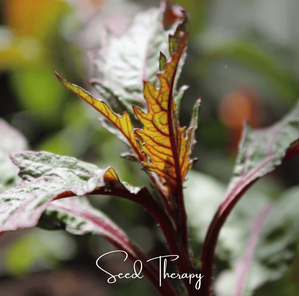 Red Oaxaca Epazote – 100 Seeds Southern Seeds