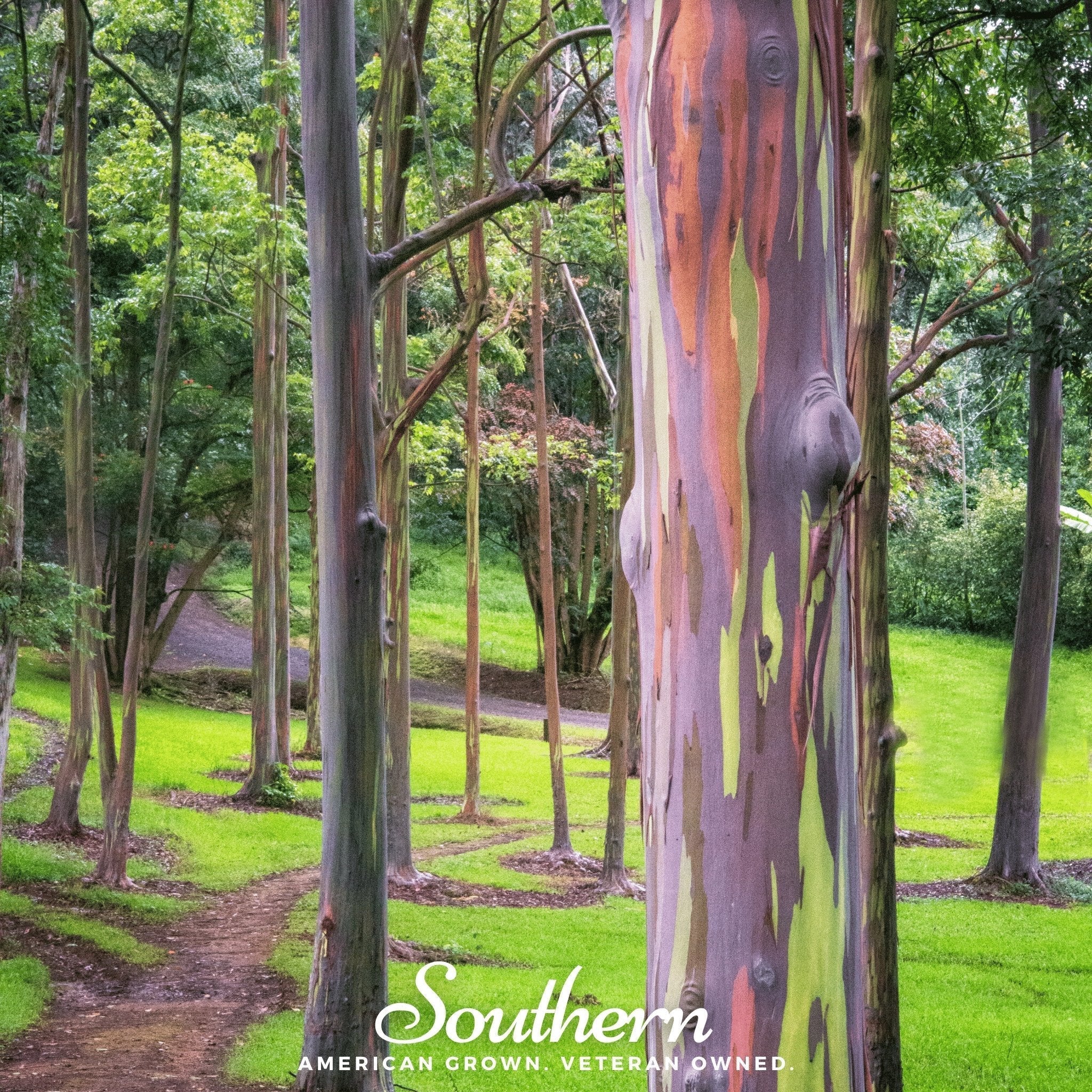Rainbow Gum Tree Eucalyptus – 100 Seeds Southern Seeds
