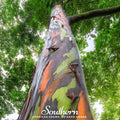 Rainbow Gum Tree Eucalyptus – 100 Seeds Southern Seeds