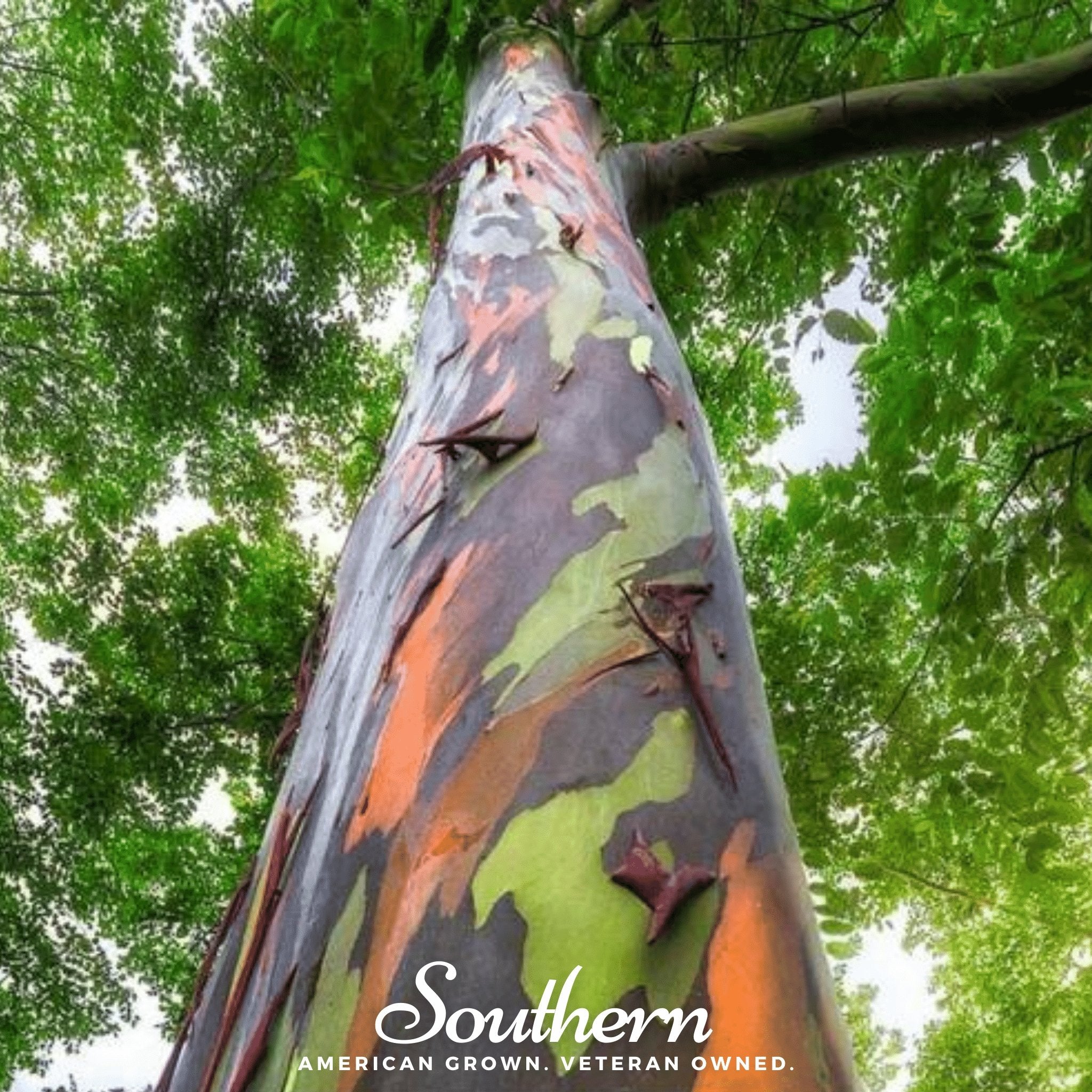 Rainbow Gum Tree Eucalyptus – 100 Seeds Southern Seeds