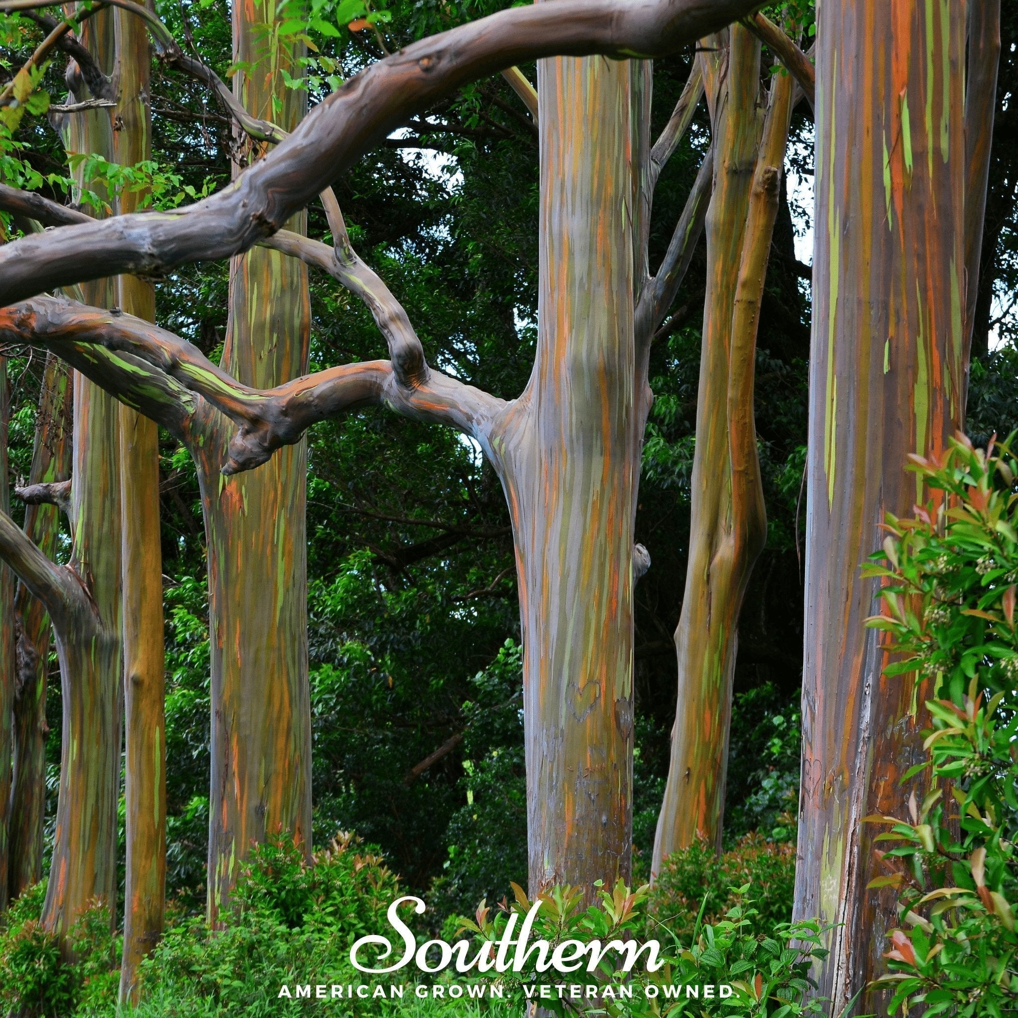 Rainbow Gum Tree Eucalyptus – 100 Seeds Southern Seeds
