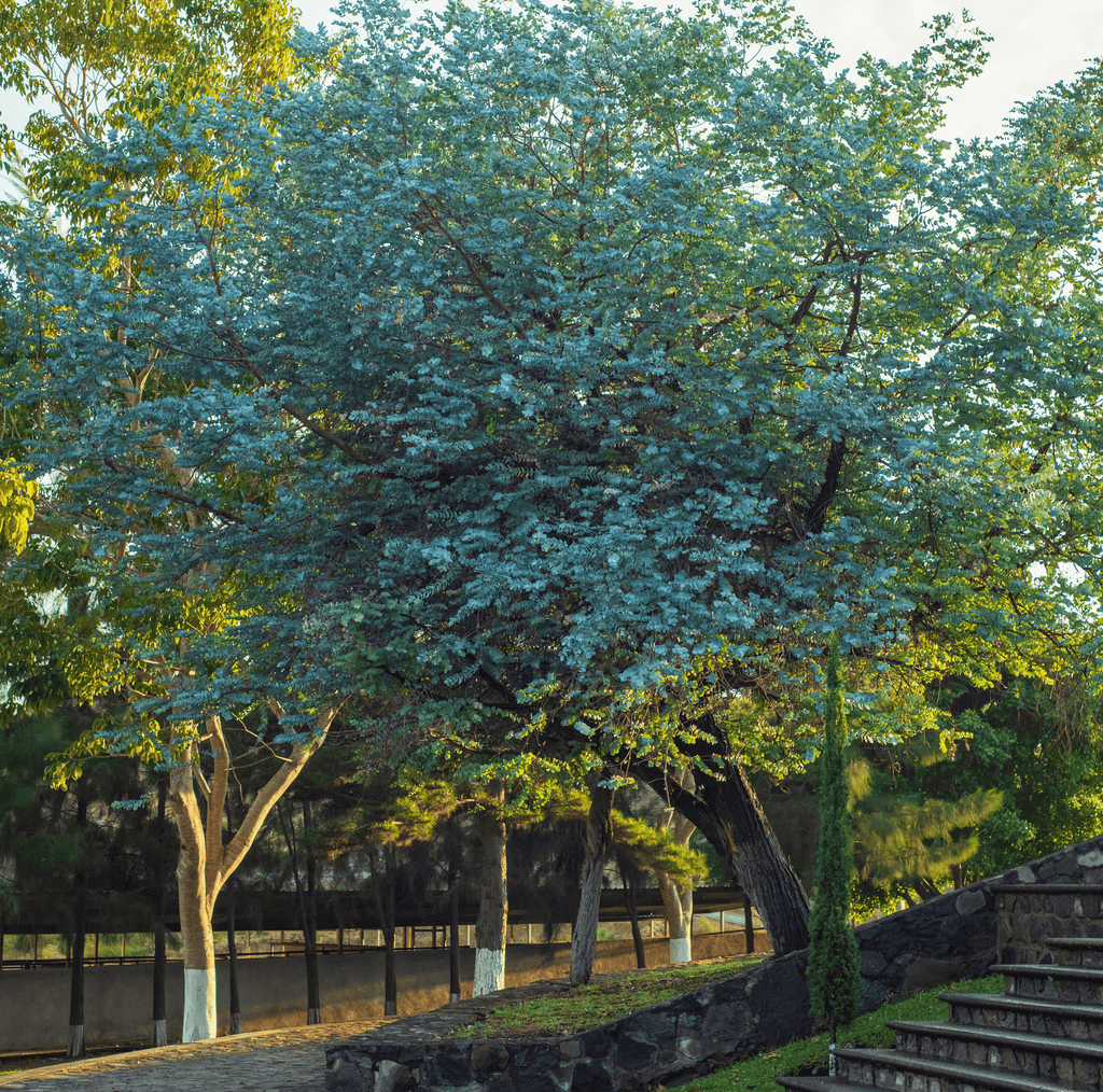 Silver Dollar Eucalyptus – 20 Seeds Southern Seeds