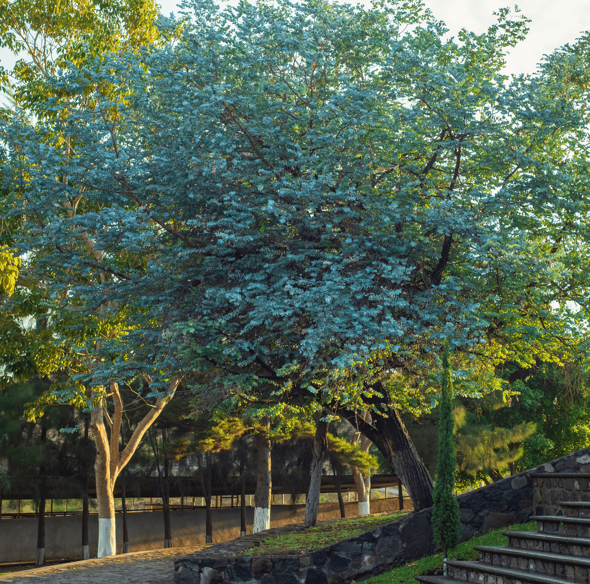 Silver Dollar Eucalyptus – 20 Seeds Southern Seeds