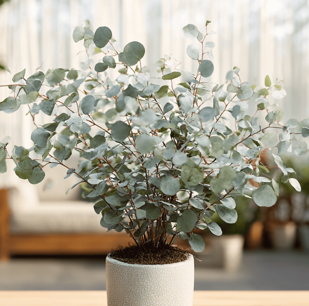 Silver Dollar Eucalyptus – 20 Seeds Southern Seeds