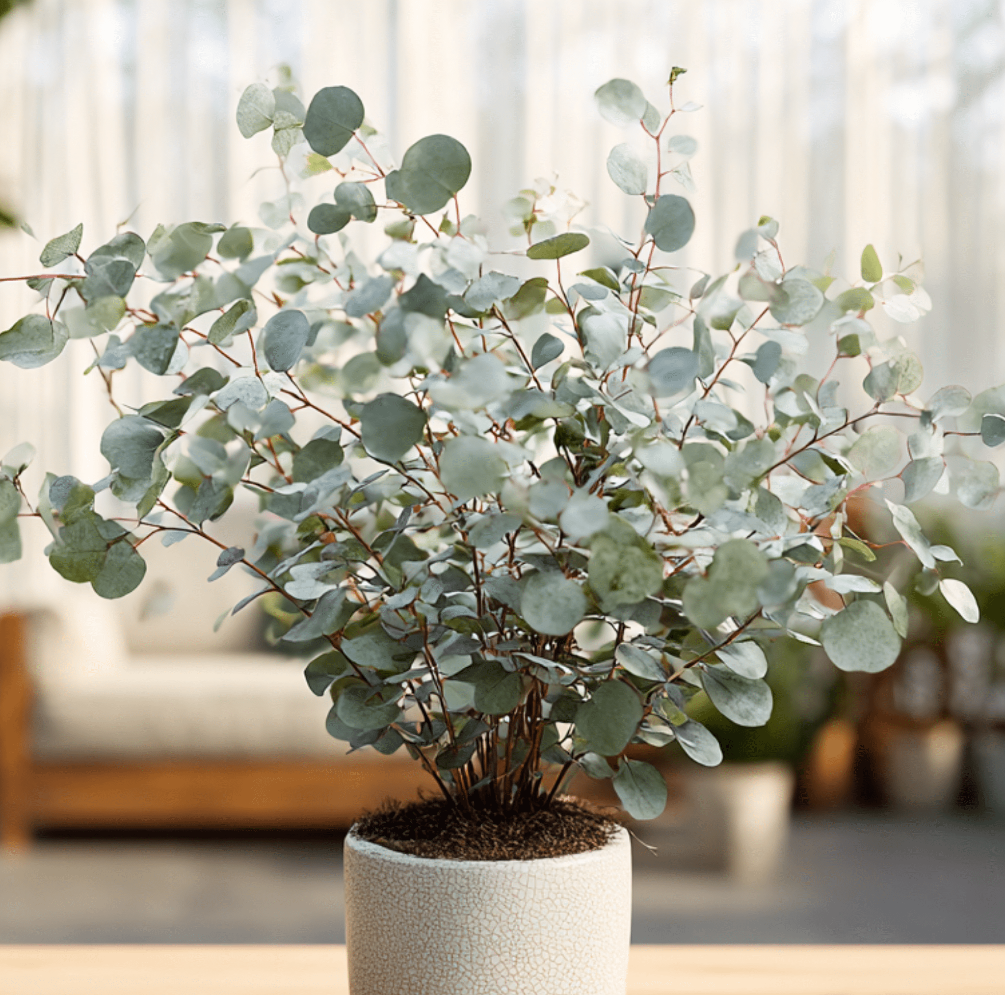 Silver Dollar Eucalyptus – 20 Seeds Southern Seeds