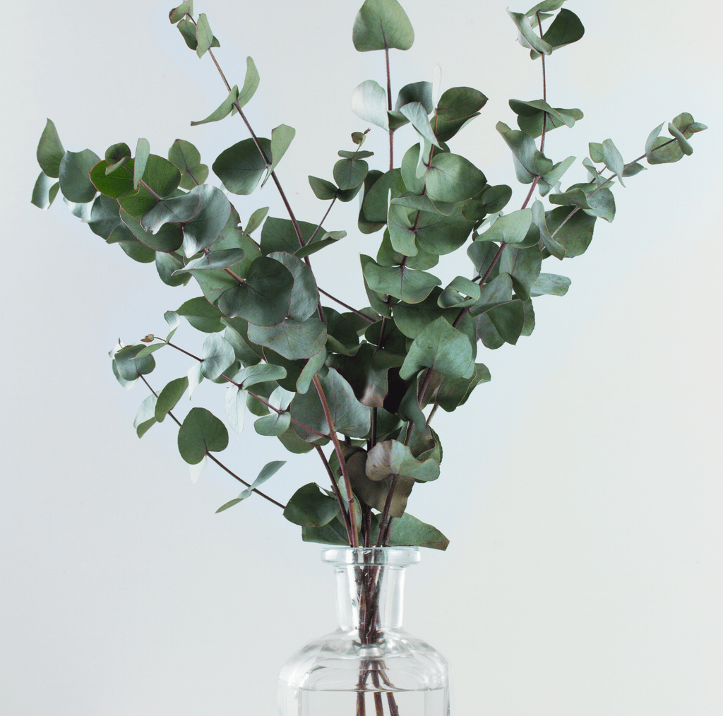 Silver Dollar Eucalyptus – 20 Seeds Southern Seeds