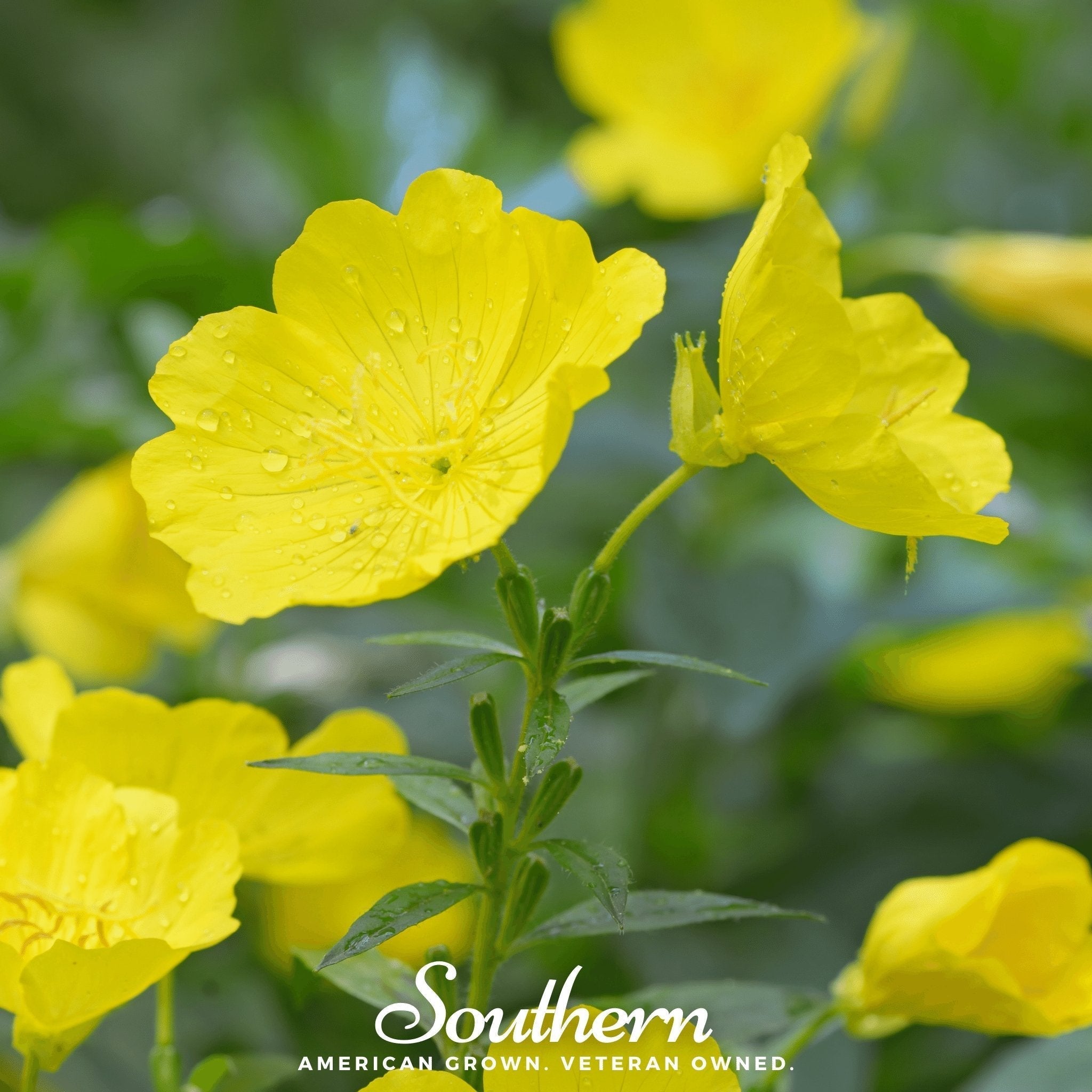 Common Evening Primrose – 100 Seeds Southern Seeds