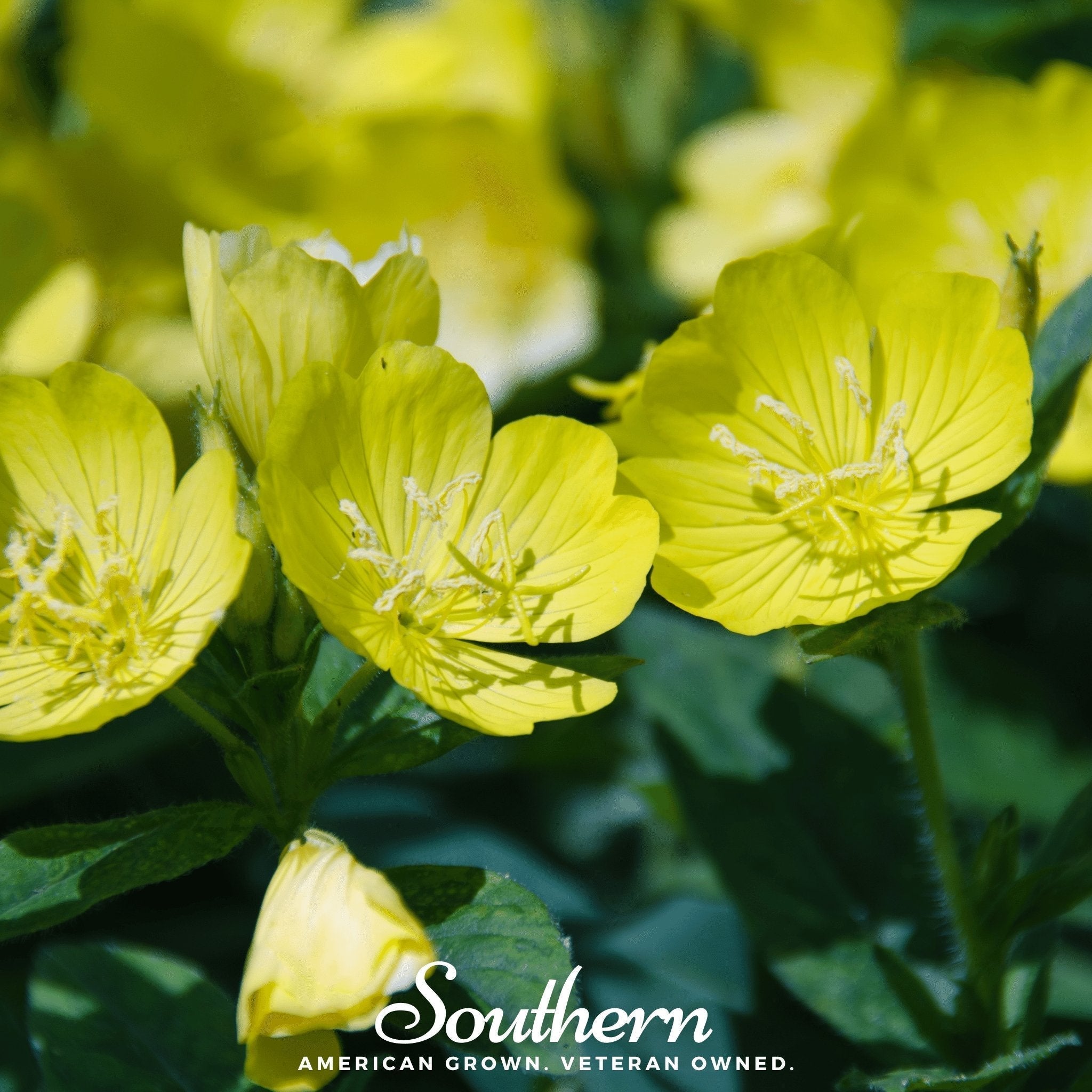 Common Evening Primrose – 100 Seeds Southern Seeds