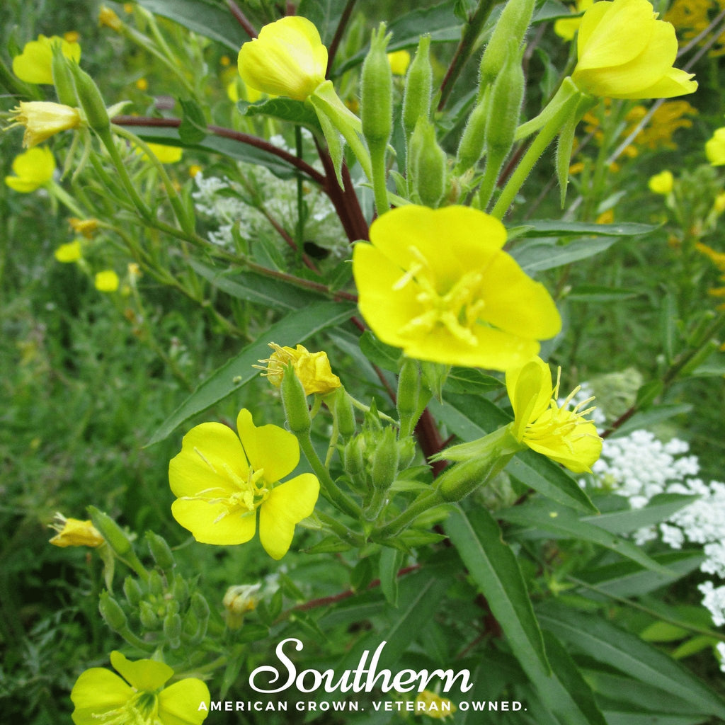 Common Evening Primrose – 100 Seeds Southern Seeds