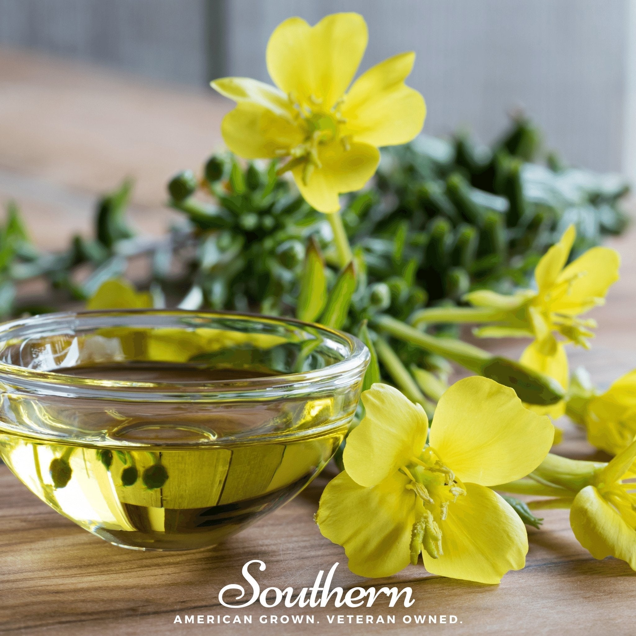 Common Evening Primrose – 100 Seeds Southern Seeds