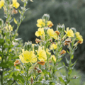 Evening Primrose – 100 Seeds Southern Seeds