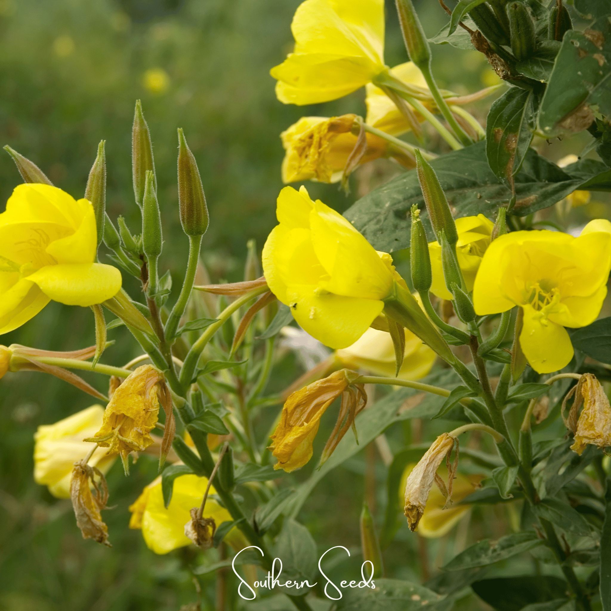 Evening Primrose – 100 Seeds Southern Seeds