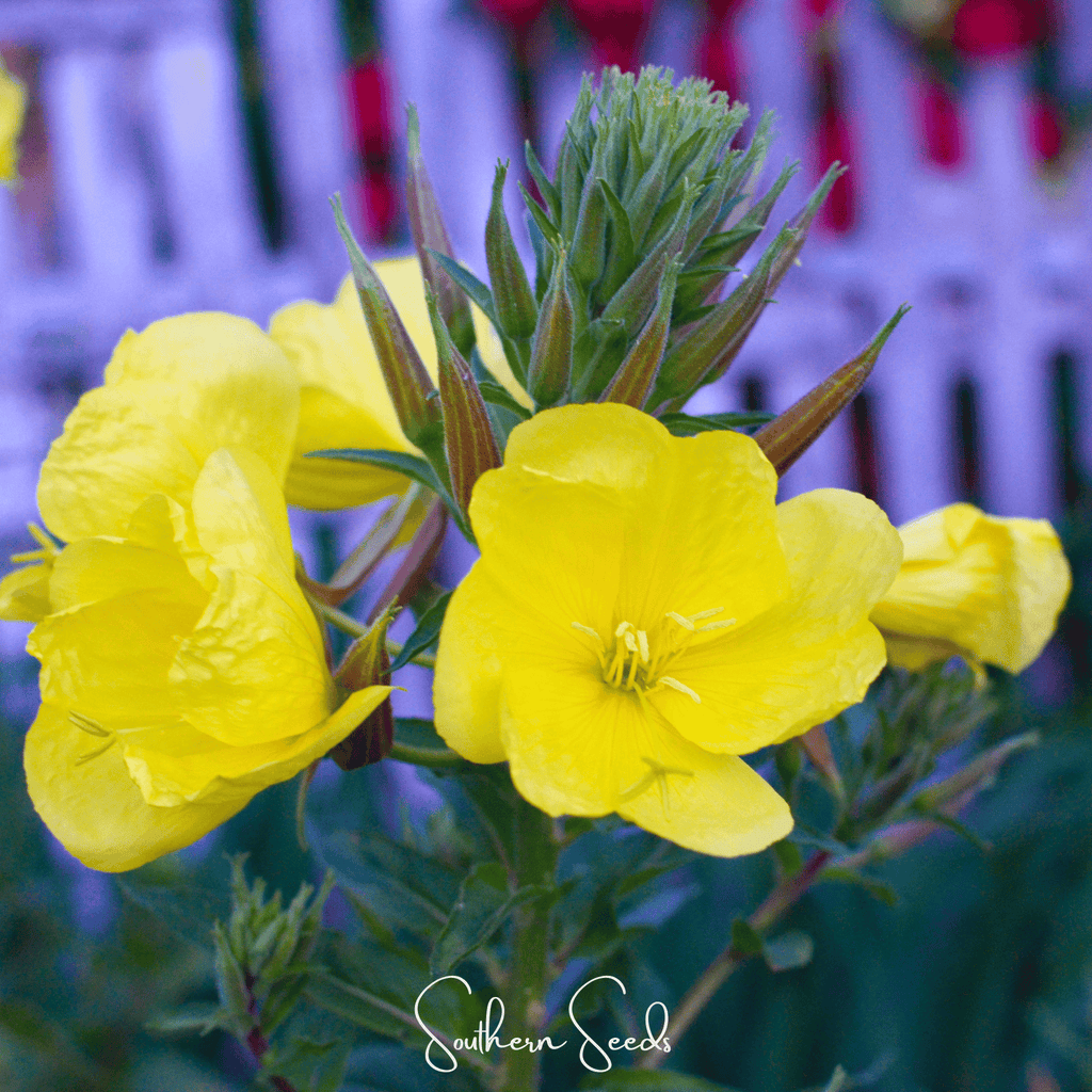 Evening Primrose – 100 Seeds Southern Seeds