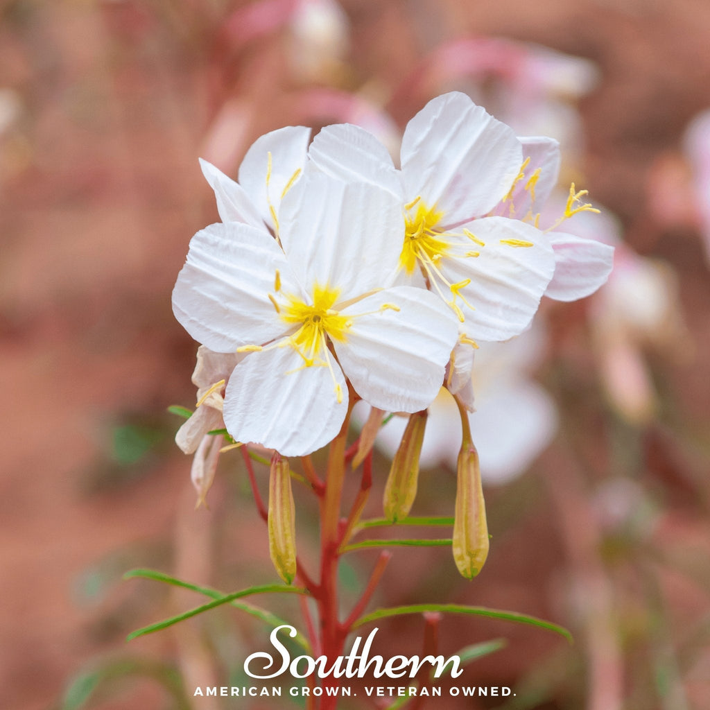 Pale Evening Primrose – 100 Seeds Southern Seeds