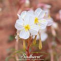 Pale Evening Primrose – 100 Seeds Southern Seeds