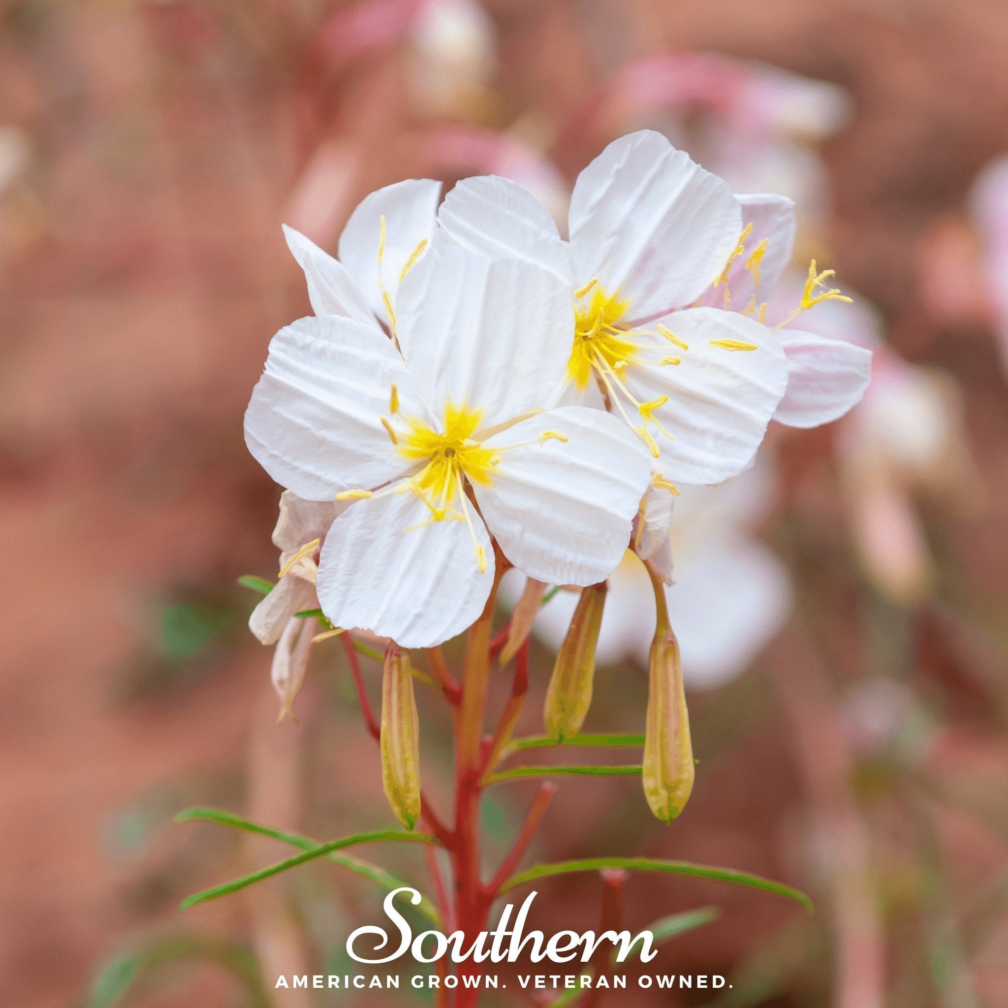 Pale Evening Primrose – 100 Seeds Southern Seeds