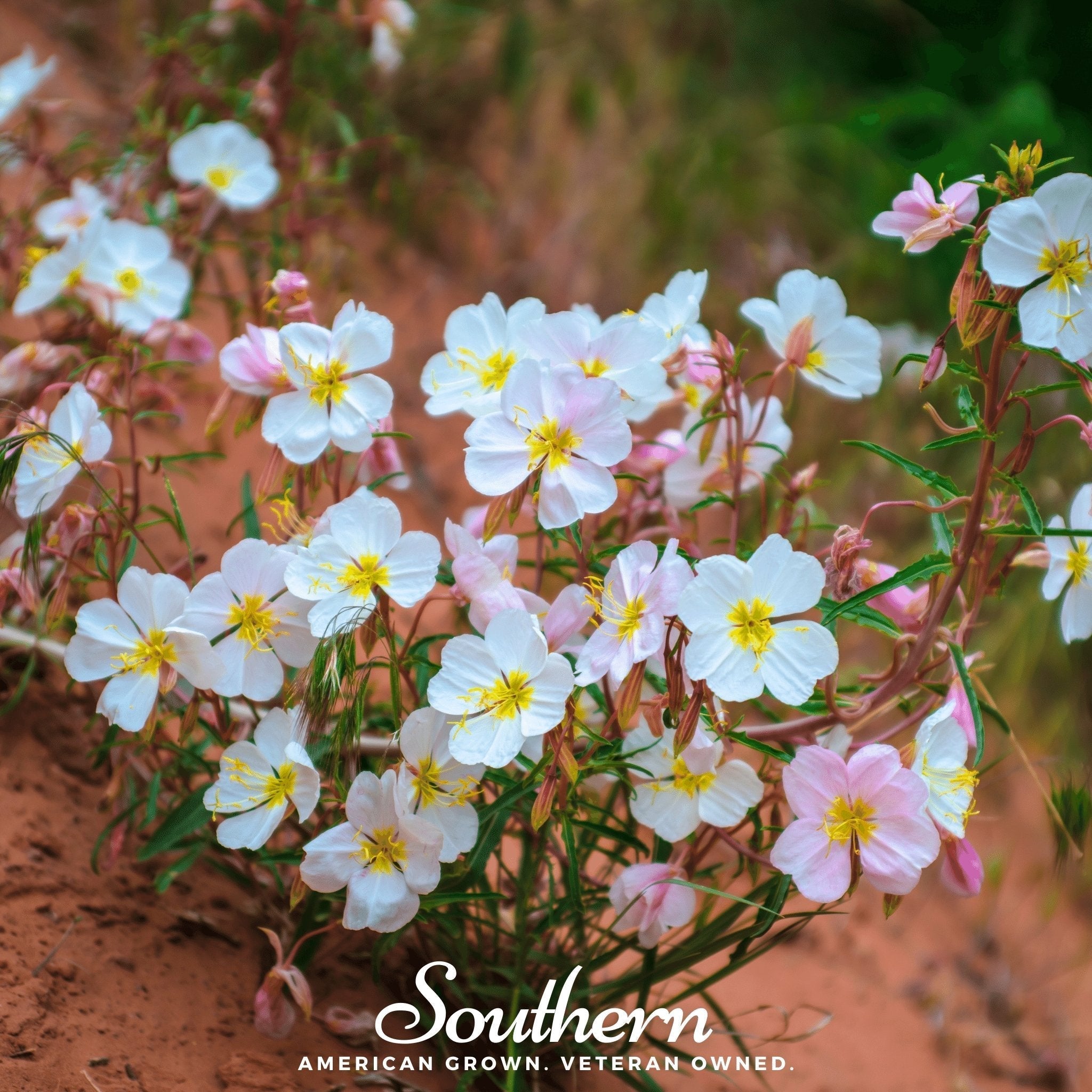 Pale Evening Primrose – 100 Seeds Southern Seeds