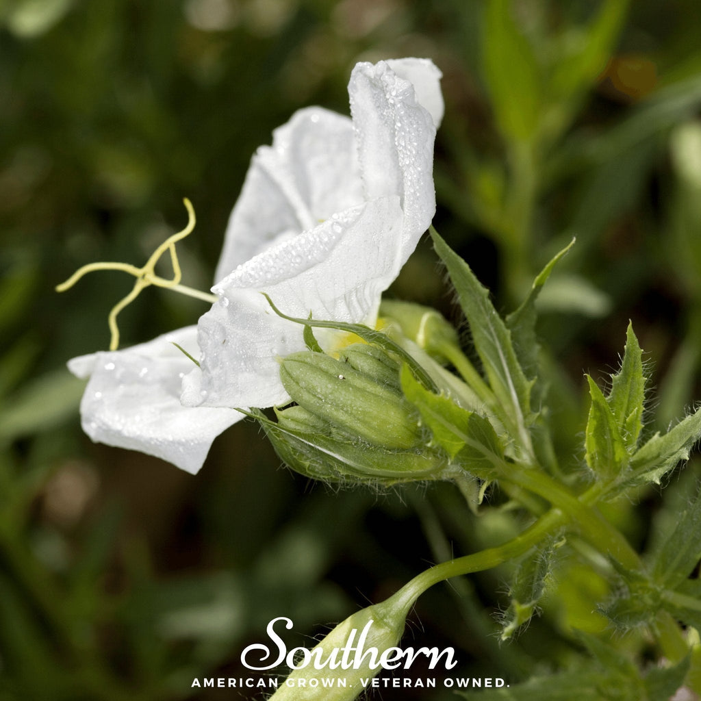 Pale Evening Primrose – 100 Seeds Southern Seeds