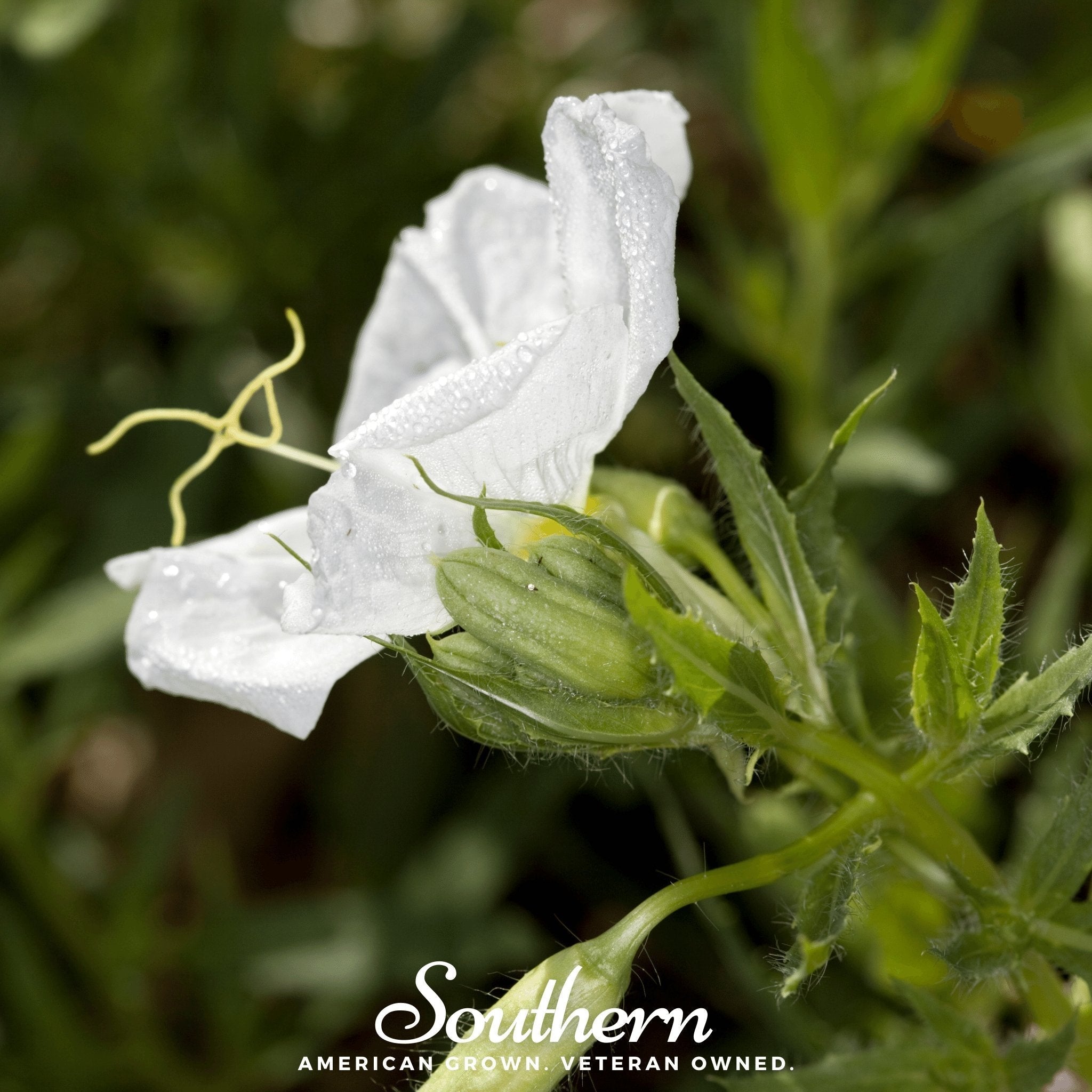 Pale Evening Primrose – 100 Seeds Southern Seeds