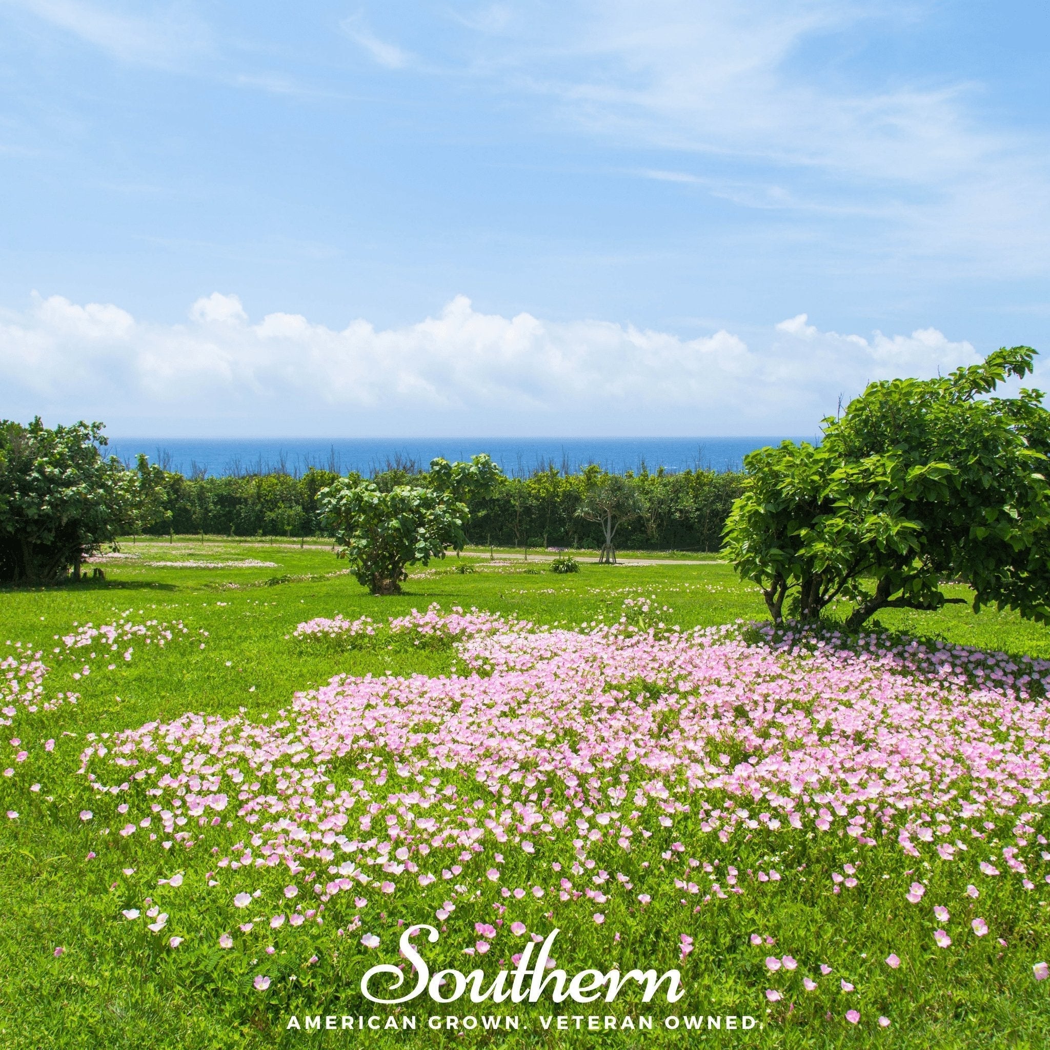 Pale Evening Primrose – 100 Seeds Southern Seeds