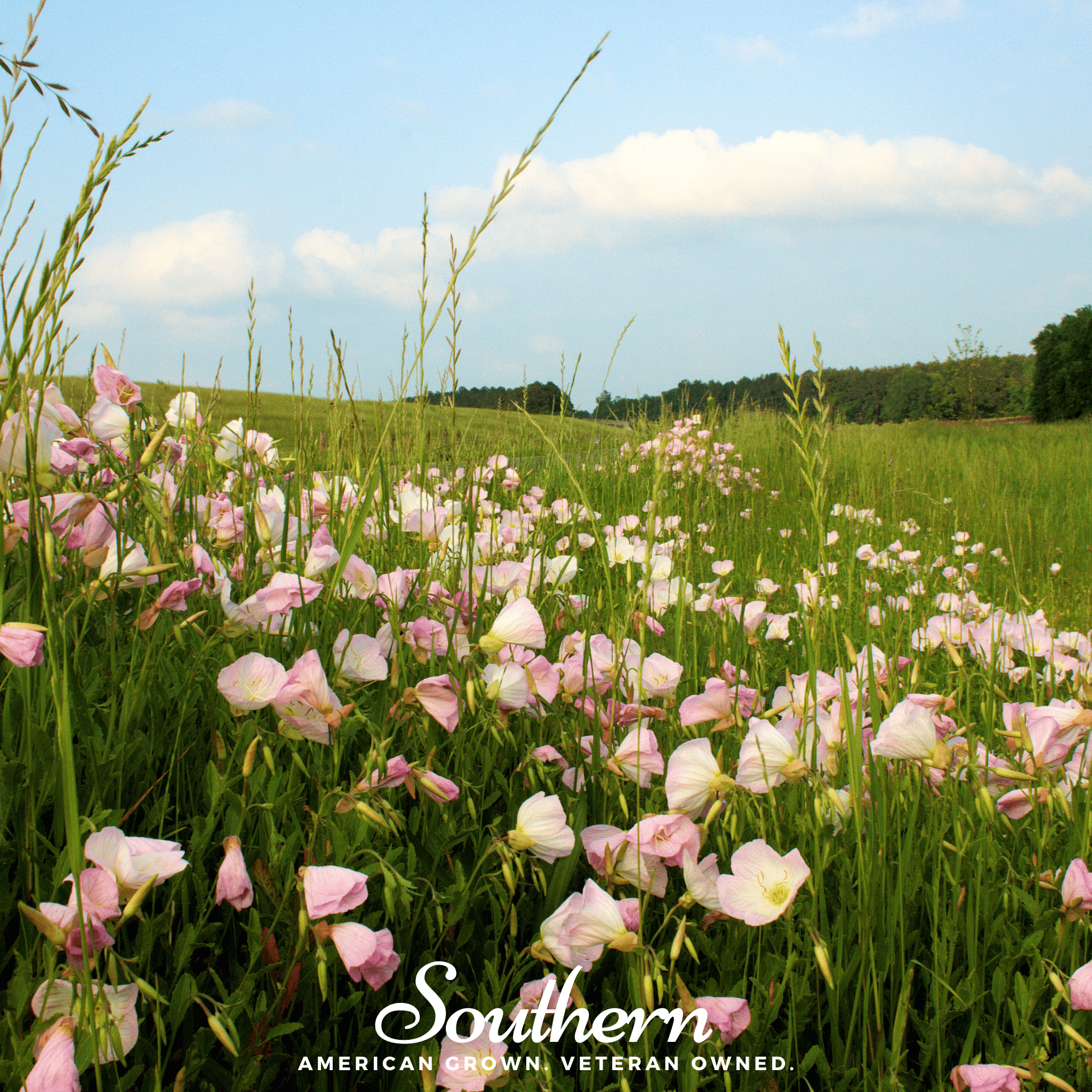 Showy Evening Primrose (Pink Ladies) – 100 Seeds Southern Seeds