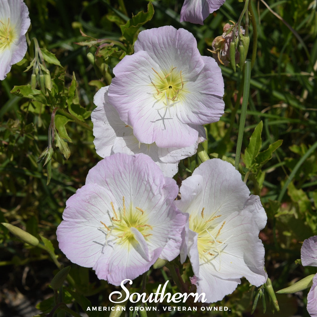 Showy Evening Primrose (Pink Ladies) – 100 Seeds Southern Seeds