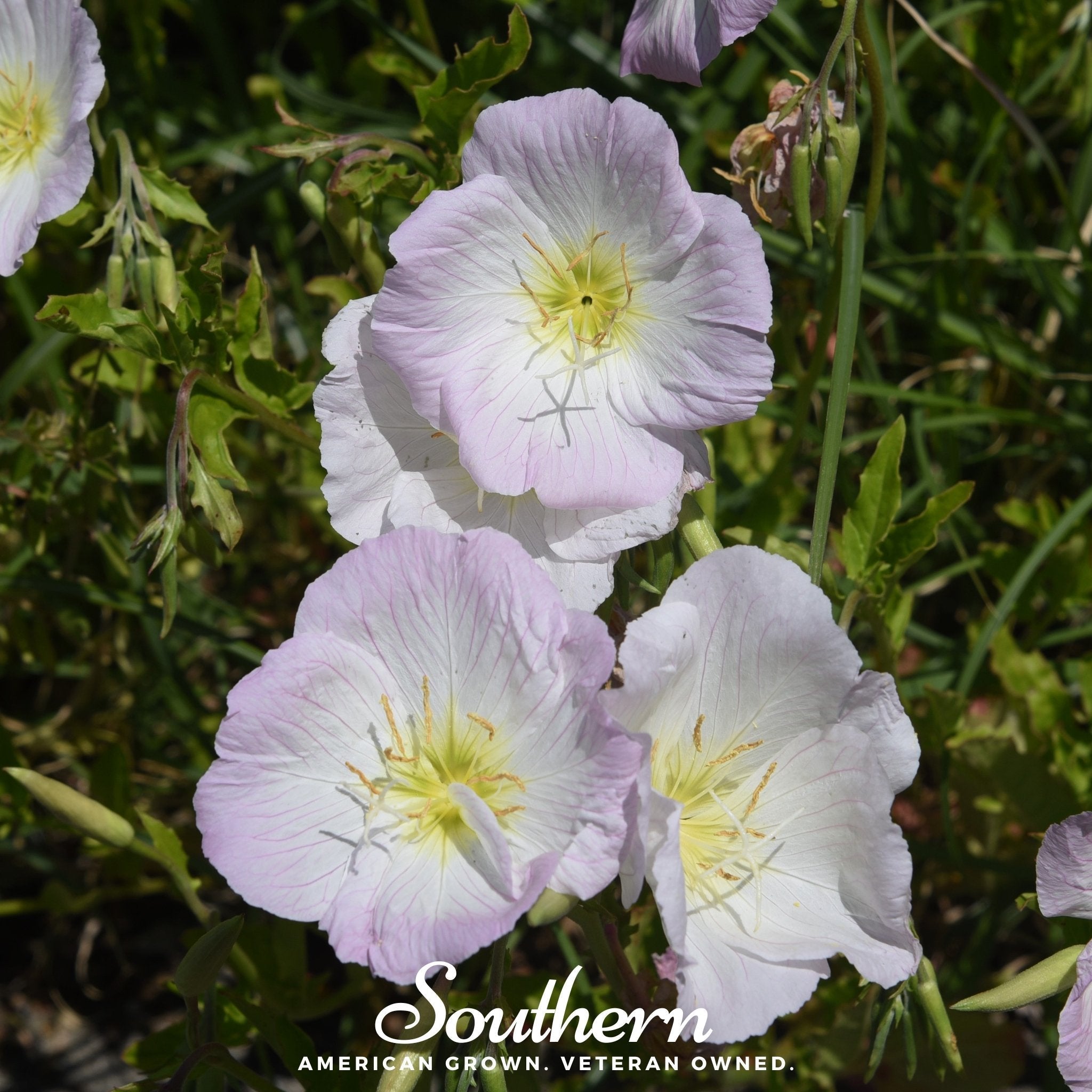 Showy Evening Primrose (Pink Ladies) – 100 Seeds Southern Seeds