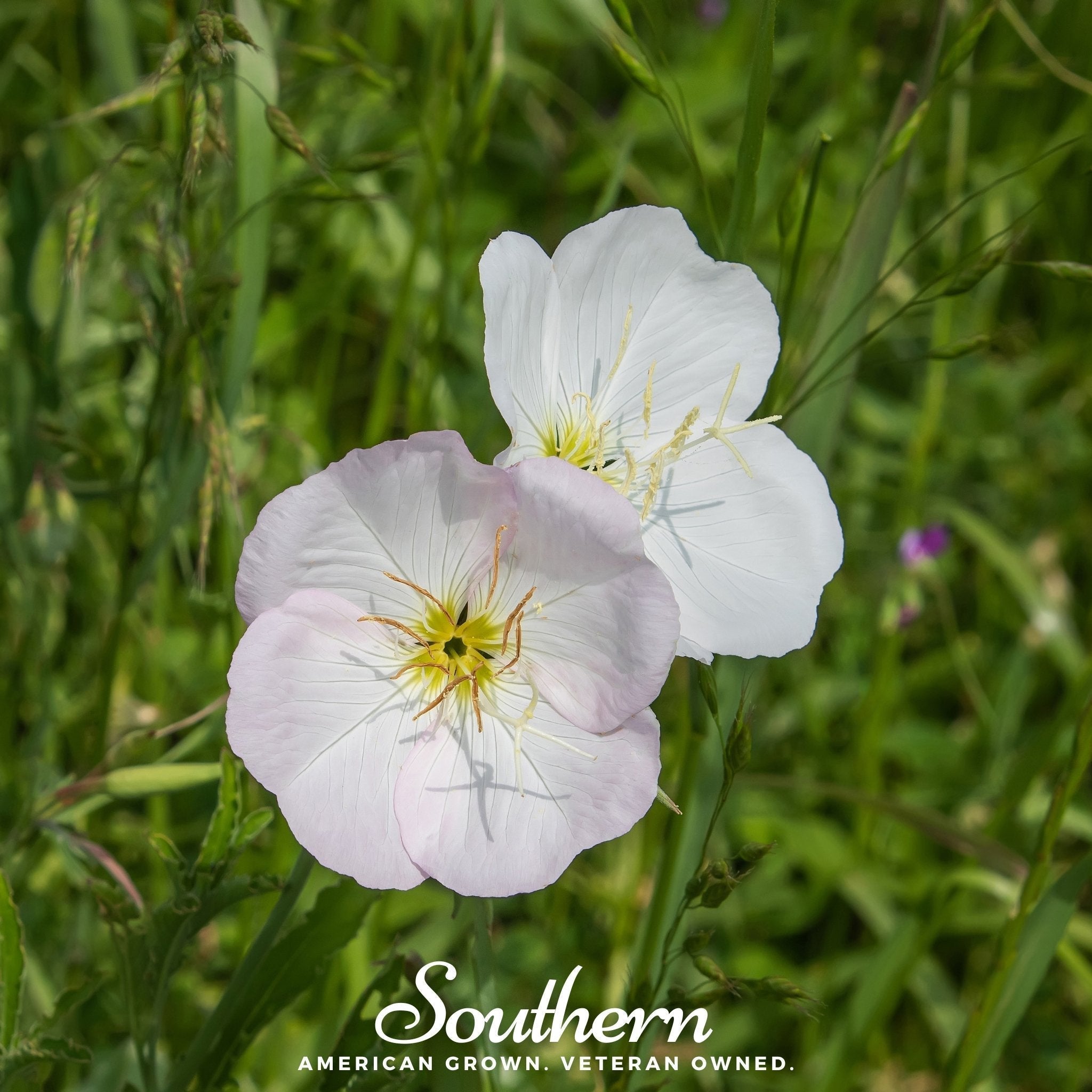 Showy Evening Primrose (Pink Ladies) – 100 Seeds Southern Seeds