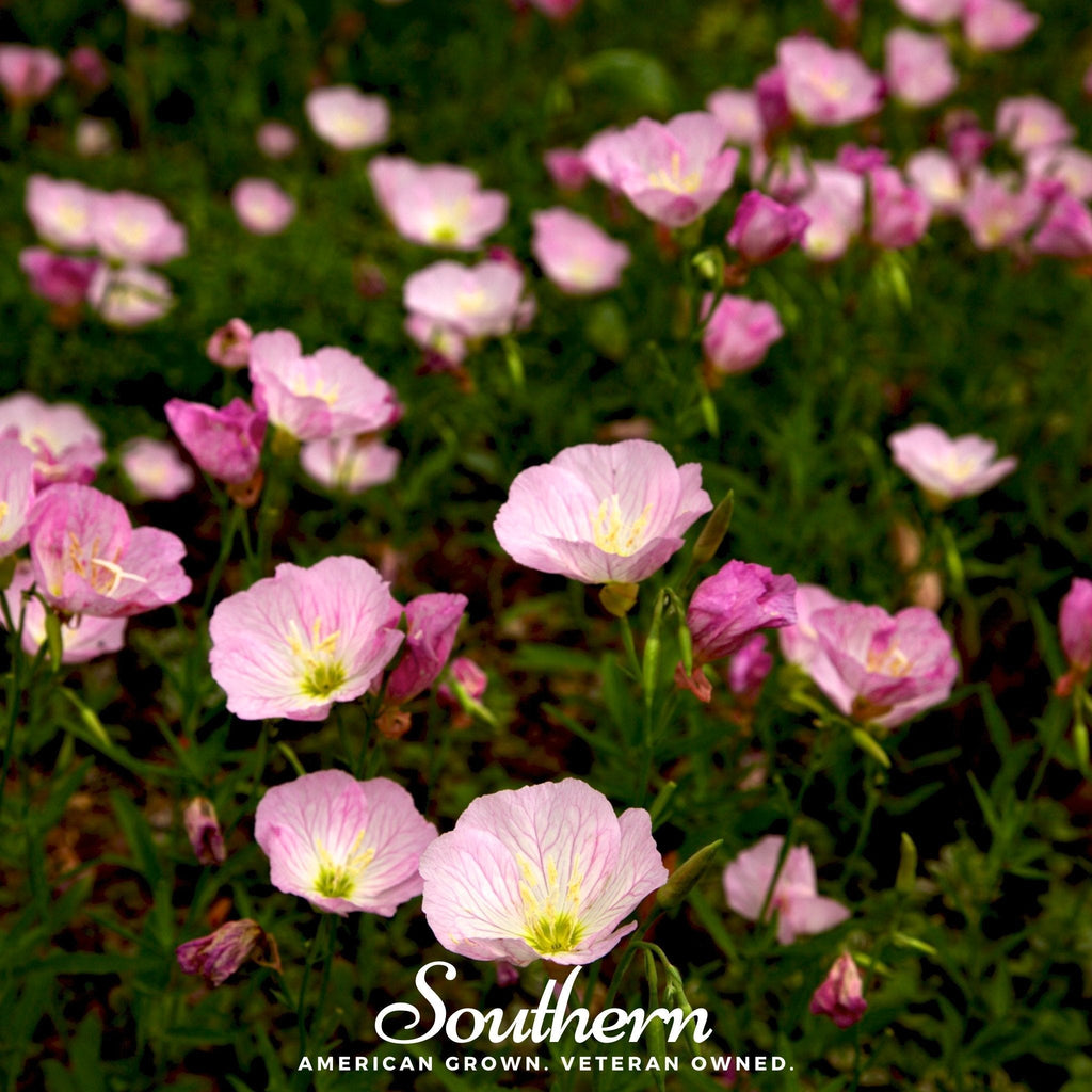 Showy Evening Primrose (Pink Ladies) – 100 Seeds Southern Seeds