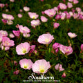 Showy Evening Primrose (Pink Ladies) – 100 Seeds Southern Seeds