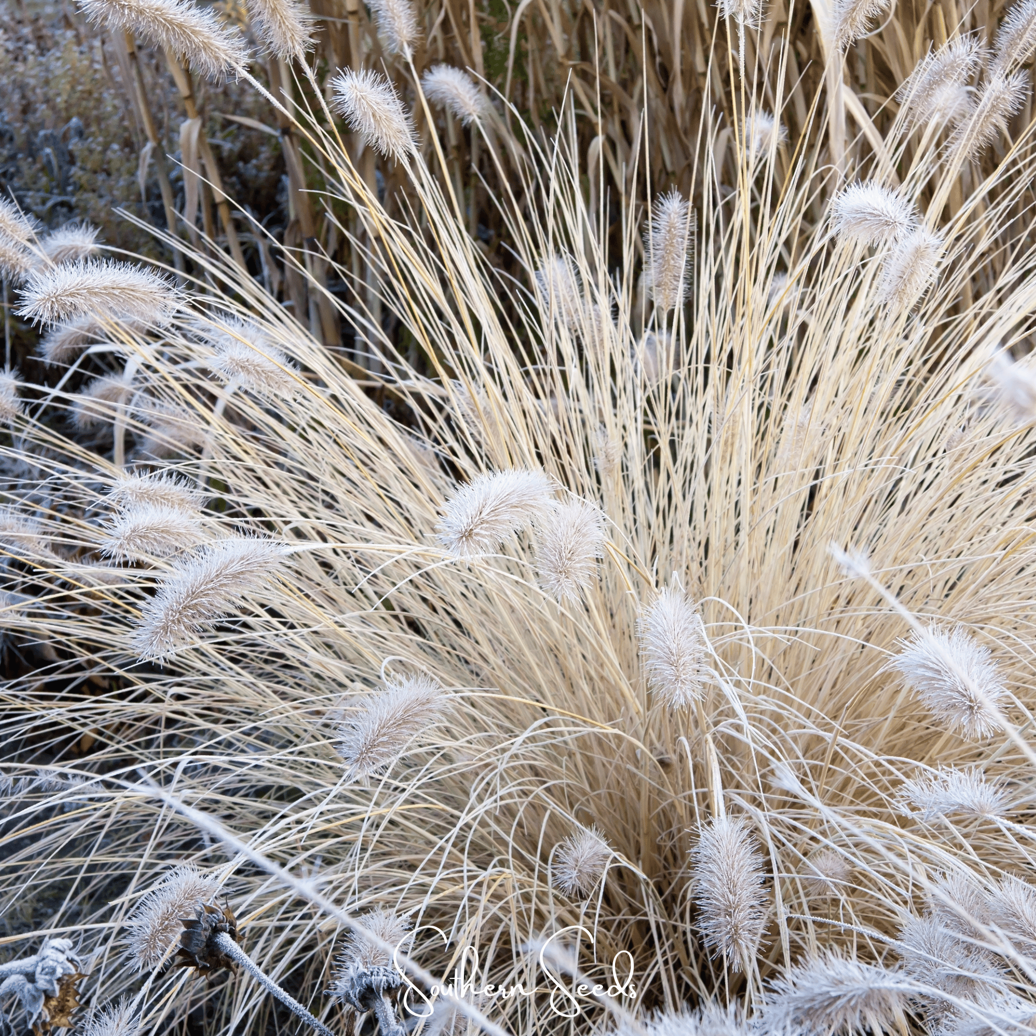 Feathertop – 25 Seeds Southern Seeds