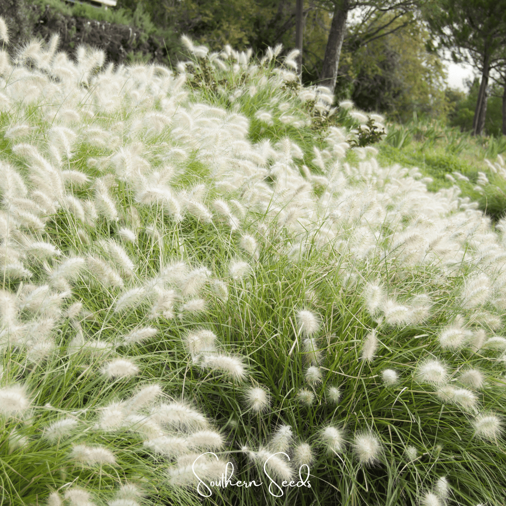Feathertop – 25 Seeds Southern Seeds