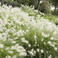 Feathertop – 25 Seeds Southern Seeds